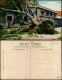 Postcard Hongkong TREE UNROOTED BY TYPHOON NEAR CHINESE HOUSE 1910 - China (Hong Kong)