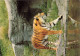 ANIMAUX & FAUNE - Tigres - Un Triste En Train De Se Promener Près D'un Source D'eau - Carte Postale Ancienne - Tigers
