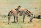 ANIMAUX & FAUNE - Zèbres - Faune Africaine - Zèbres - Deux Zèbres Dans La Nature - Carte Postale Ancienne - Cebras