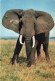 ANIMAUX & FAUNE - éléphants - Faune Africaine - éléphant - African Fauna - Elephant - Carte Postale Ancienne - Elefanti