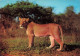 ANIMAUX & FAUNE - Lions - Une Lionne Dans La Savane - Sauvage - Carte Postale Ancienne - Leoni