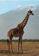 ANIMAUX & FAUNE - Girafes -Giraffe And Kilmanjaro - Une Giraffe Dans La Nature - Carte Postale Ancienne - Giraffe