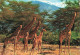 ANIMAUX & FAUNE - Girafes - African Wild - Girafe - Cinq Girafes Dans La Nature - Carte Postale Ancienne - Giraffen