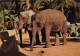 ANIMAUX & FAUNE - Eléphants - Trois éléphants En Train De Se Balader - Carte Postale Ancienne - Elefanti