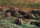 ANIMAUX & FAUNE - Hippopotames - African Wildlife - Hippotoamuses - Hippopotames Dans L'eau - Carte Postale Ancienne - Flusspferde