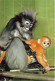 ANIMAUX & FAUNE - Singes - Brillenlangur - Duscy Leof Moncey - Presbytis Obscurus - Macaco - Carte Postale Ancienne - Monkeys