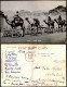 Postcard Aden عدن CAMEL TRAIN Vorbeizug Von Kamelen 1957 - Yemen