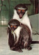 ANIMAUX & FAUNE - Singes - Diana Meerkatze - Mono Macaco - Diana Moncey - Carte Postale Ancienne - Affen