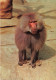 ANIMAUX & FAUNE - Singes - Un Signe Seul En Train De Se Balader - Carte Postale Ancienne - Monkeys