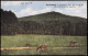 Ansichtskarte Pulsnitz Połčnica Keulenberg Von Gräfenhain 1919 - Pulsnitz