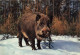 ANIMAUX & FAUNE - Cochons - Sanglier - Wildschwein - Wild Boar - Cinghlale - Carte Postale Ancienne - Schweine