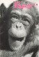 ANIMAUX & FAUNE - Singes - Un Chimpanzé - Mais Qu'est-ce Qu'elle A Ma Gueule ? !  - Carte Postale Ancienne - Apen