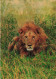 ANIMAUX & FAUNE - Lions - Africa - Leone Maschio - Africa - Un Lion En Train De Se Reposer - Carte Postale Ancienne - Löwen