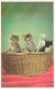 ANIMAUX & FAUNE - Chats - Quatre Petits Chatons Dans Un Panier - Carte Postale Ancienne - Gatos