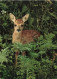 ANIMAUX & FAUNE - Cerfs - Chevreuil - Reh - Capriolo - Roe - Dans La Forêt - Carte Postale Ancienne - Gatos