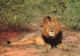 ANIMAUX & FAUNE - Lions - Un Lion En Train De Se Reposer - Carte Postale Ancienne - Lions
