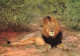 ANIMAUX & FAUNE - Lions - Un Lion En Train De Se Reposer - Carte Postale Ancienne - Leoni