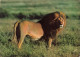 ANIMAUX & FAUNE - Lions - Francis Et Les Animaux D'Afrique - Un Lion Dans La Nature - Sauvage - Carte Postale Ancienne - Leoni