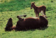 ANIMAUX & FAUNE - Chevaux - Un Cheval Et Un Caneton Dans La Prairie - Carte Postale Ancienne - Chevaux