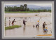 115916/ Thai Farmers Fishing - Tailandia