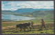 127705/ Region Of Cuzco, Typical Scene Of Plowing The Soil With Oxen - Perú