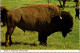 20-3-2024 (3 Y 33) USA - Buffalo Bull - Taureaux
