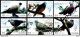 14662  Pigeons - Colombes - 2020 - Stamps + S/S - MNH - Cb - 3,25 - Pigeons & Columbiformes