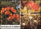 Seychellen (Seychelles)  Blumen Flower 1982  Gel. Briefmarke - Seychellen