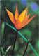 FLEURS - PLANTES & ARBRES - Tulipa Australis - Colorisé - Carte Postale - Fiori