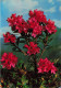 FLEURS - PLANTES & ARBRES - Rhododendron Ferrugineum - Rododendro - Fleurs - Carte Postale - Fiori