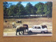 Dierenpark, Zoo, Tierpark / Chateau De Thoiry En Yvelines, Réserver Africaine --> Onbeschreven (auto, Voiture, Car) - Elephants