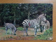 Dierenpark, Zoo, Tierpark / Chateau De Thoiry En Yvelines, Réserver Africaine, Zèbres En Liberté --> Beschreven - Zebra's