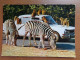Dierenpark, Zoo, Tierpark / Safari Parc De Peaugres, Singes En Liberté, Zebra's --> Beschreven (auto, Voiture) - Zebras