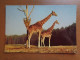 Dierenpark, Zoo, Tierpark / Safari Parc Du Haut Vivarais, Girafes En Liberté --> Onbeschreven - Giraffe
