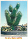 Fleurs - Plantes - Cactus - Espagne - Iles Canaries - Lanzarote - Jardin De Cactus - CPM - Voir Scans Recto-Verso - Cactussen