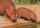 ANIMAUX & FAUNE - Hippopotames - Hippotamus - Carte Postale - Flusspferde