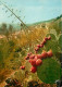 Fleurs - Plantes - Cactus - Bormes Les Mimosas - Vue Générale - CPM - Voir Scans Recto-Verso - Cactusses