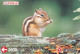 Chipmunk, Mushrooms, Transport Ticket, Japan - Japón