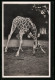 AK Sudan-Giraffe, Hamburg-Altona-Stellingen, Carl Hagenbeck`s Tierpark  - Giraffes