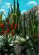 Fleurs - Plantes - Cactus - Principauté De Monaco - Le Jardin Exotique - Voir Timbre De Monaco - Flamme Postale De Monac - Cactus