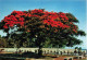 FLEURS PLANTES ET ARBRES - Fleur Tropicale - Flamboyant - Colorisé - Carte Postale - Trees