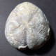 #MICRASTER CORBOVIS Selten Seeigel Sea Urchin Fossile Kreide (Russland) - Fossilien
