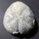 #MICRASTER CORBOVIS Selten Seeigel Sea Urchin Fossile Kreide (Russland) - Fossili