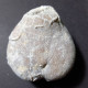#MICRASTER CORBOVIS Selten Seeigel Sea Urchin Fossile Kreide (Russland) - Fossiles