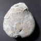 #MICRASTER CORBOVIS Selten Seeigel Sea Urchin Fossile Kreide (Russland) - Fossilien