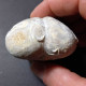 #MICRASTER CORBOVIS Selten Seeigel Sea Urchin Fossile Kreide (Russland) - Fossiles