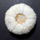 #POLYDIADEMA TRAVISENSIS Selten Seeigel Sea Urchin Fossile Kreide (Vereinigte Staaten) - Fósiles