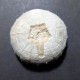 #POLYDIADEMA TRAVISENSIS Selten Seeigel Sea Urchin Fossile Kreide (Vereinigte Staaten) - Fossils