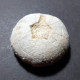 #POLYDIADEMA TRAVISENSIS Selten Seeigel Sea Urchin Fossile Kreide (Vereinigte Staaten) - Fossiles