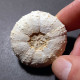 #POLYDIADEMA TRAVISENSIS Selten Seeigel Sea Urchin Fossile Kreide (Vereinigte Staaten) - Fossielen